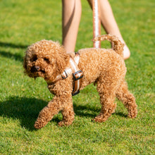 Load image into Gallery viewer, Kobe Harness