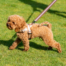 Load image into Gallery viewer, Kobe Lead