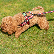 Load image into Gallery viewer, Sassy Sully Harness