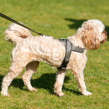 Load image into Gallery viewer, Happy Harry Harness