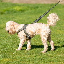 Load image into Gallery viewer, Happy Harry Lead