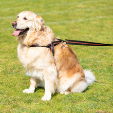 Load image into Gallery viewer, Rocky Road Harness