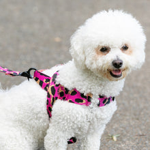 Load image into Gallery viewer, Molly Harness