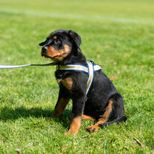 Load image into Gallery viewer, Wild Wagger Harness