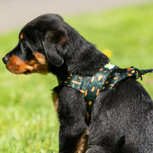 Load image into Gallery viewer, Dazzling Dingo Harness