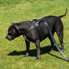 Load image into Gallery viewer, Shark Attack Lead