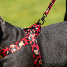 Load image into Gallery viewer, Comet Harness