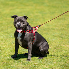 Load image into Gallery viewer, Comet Harness