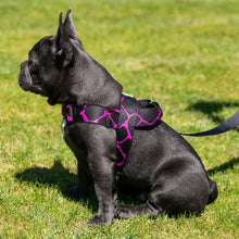 Load image into Gallery viewer, Obi Won Kinobi Harness