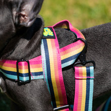 Load image into Gallery viewer, Outrageous Obi Harness