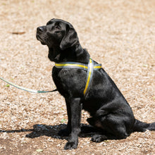 Load image into Gallery viewer, Pluto Harness