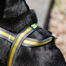 Load image into Gallery viewer, Pluto Harness