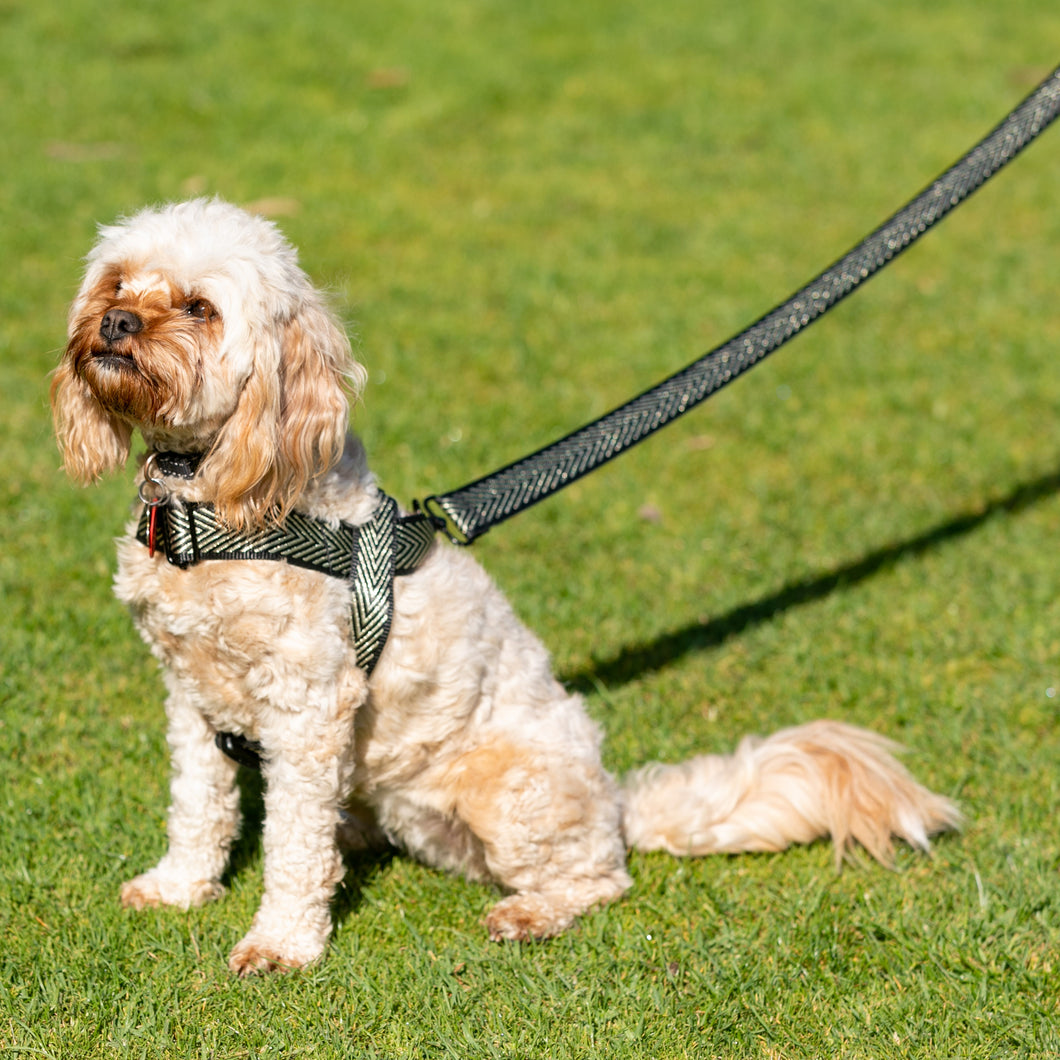 Happy Harry Harness