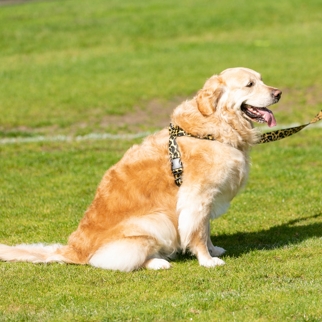 Super Summer Harness