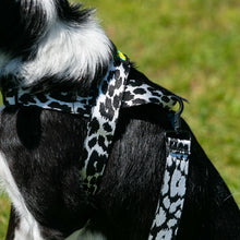 Load image into Gallery viewer, Lassie Harness
