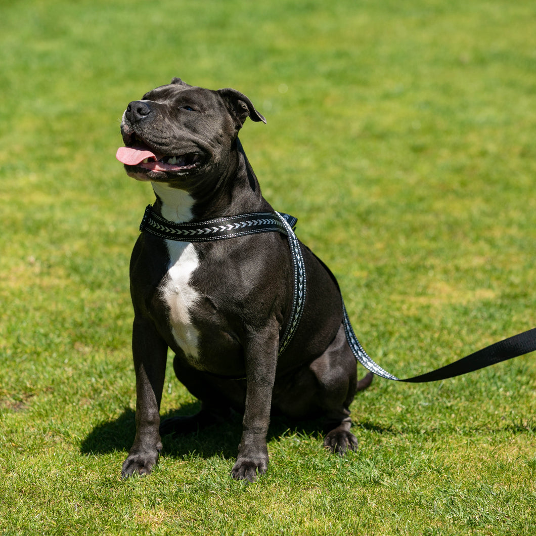 Shark Attack Harness