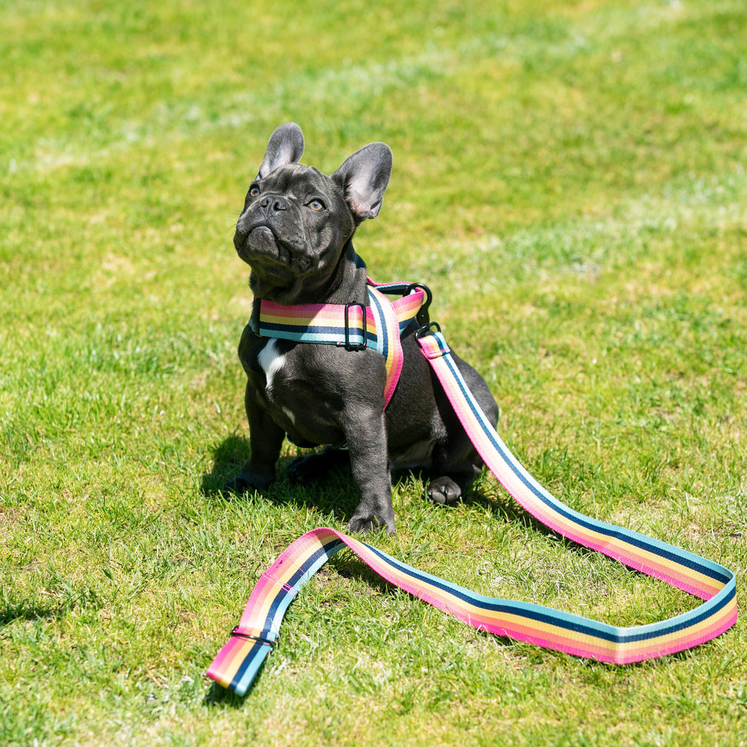 Outrageous Obi Harness